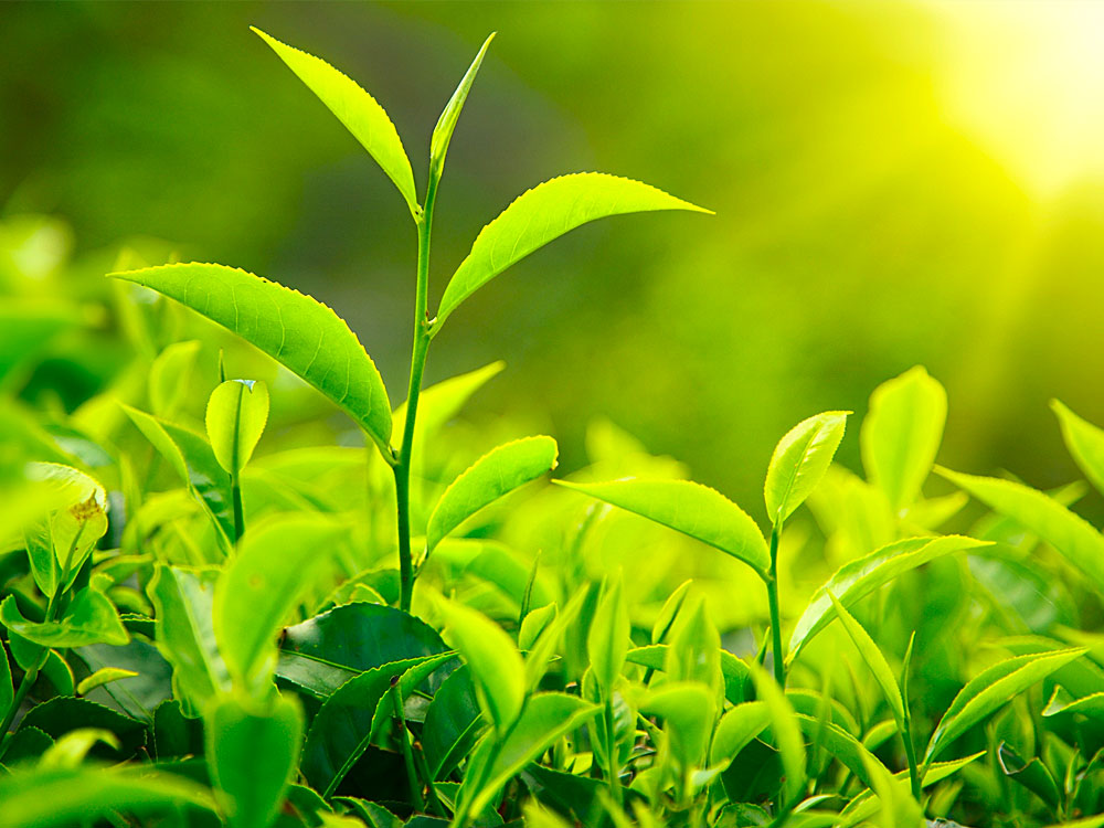 Déboucher canalisation avec produits naturels